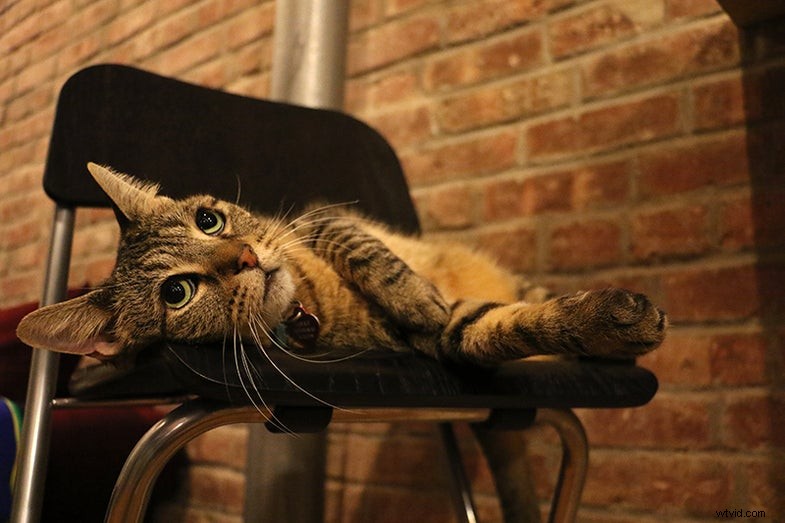 Canon 7D Mark II Review: First Impressions & Pre-Production Testing