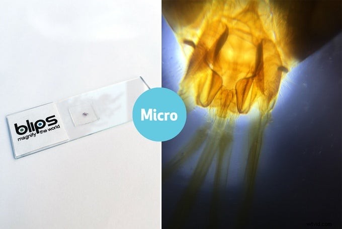 Blips: Tiny Smartphone Lenses for Macro & Micro Photography - Kickstarter