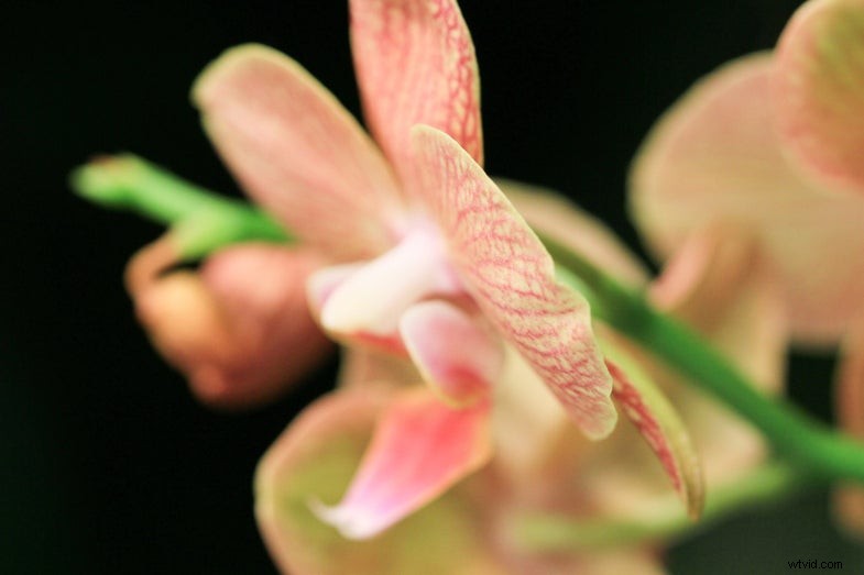 Tamron 90mm f/2.8 VC USD Macro Lens Review & Sample Images