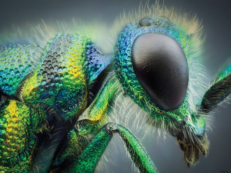 Mastering Insect Photography: Expert Tips & Techniques
