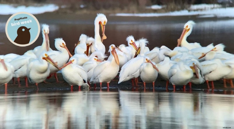 Smartphone Bird Photography: A Beginner s Guide (No Expensive Gear Needed)