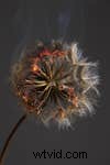Rankin s Burning Dandelions: A Powerful Metaphor for Change