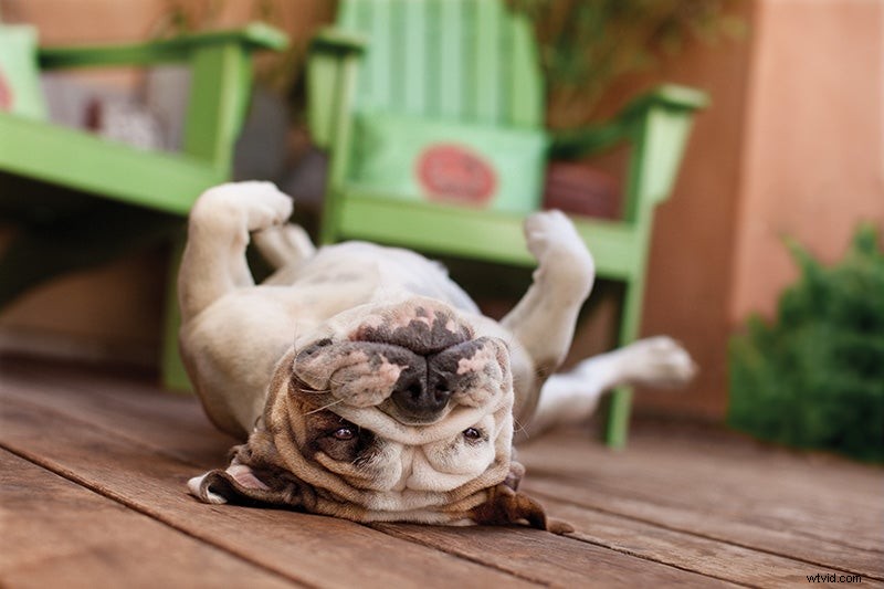 Dog Photography Tips: Capture Stunning Canine Portraits | Pet Photography