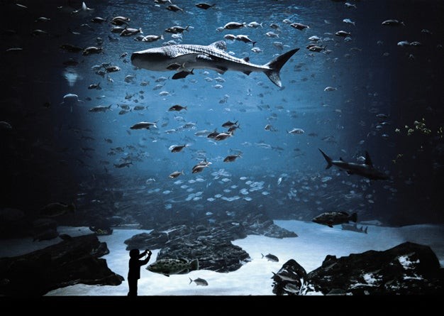 Capturing Underwater Beauty: Photography Tips for Aquariums