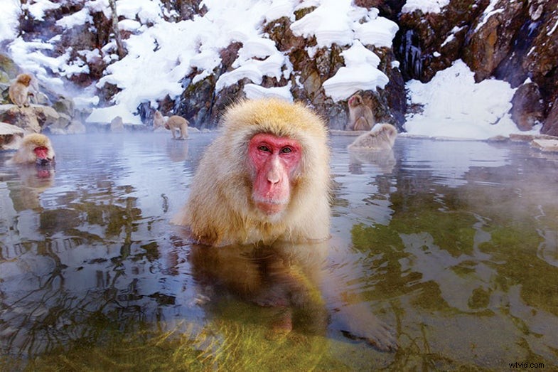Japan Winter Wildlife Photography: Capturing Snow Monkeys & More