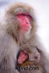 Japan Winter Wildlife Photography: Capturing Snow Monkeys & More