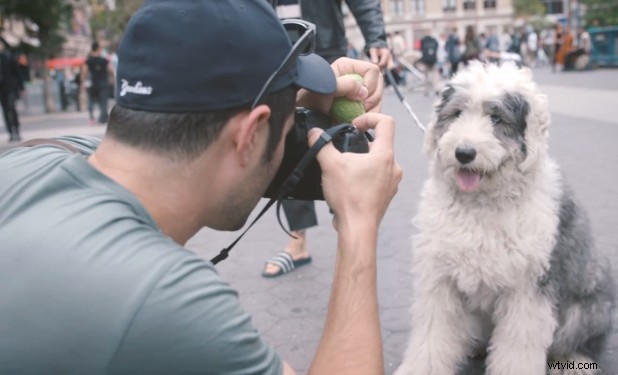 Expert Tips: 10 Ways to Capture Stunning Dog Portraits