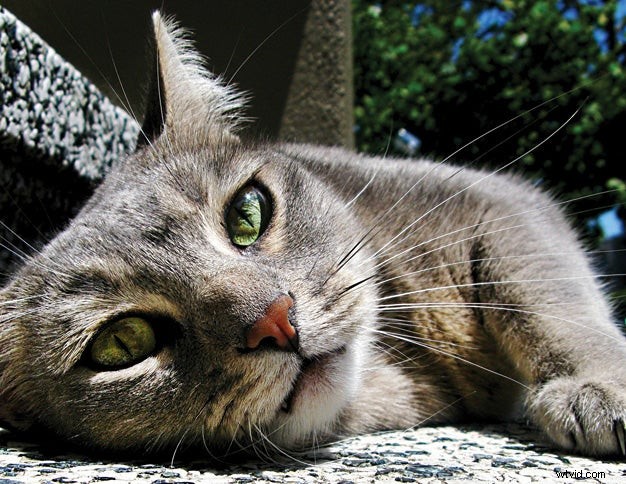 Mastering Cat Photography: Tips & Techniques for Stunning Shots