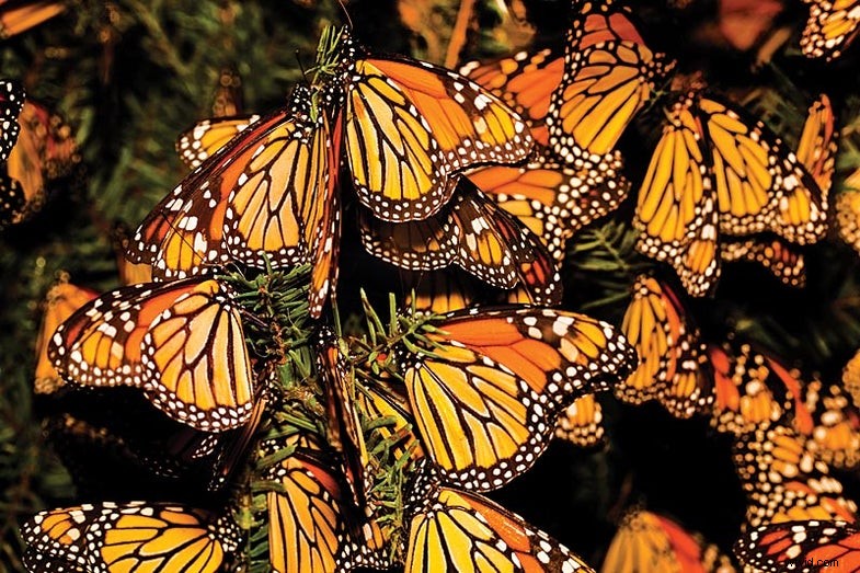Photographing Monarch Butterfly Migration: A Guide