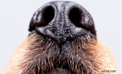 Pet Photography Tips: Creative Flash Techniques for Stunning Animal Portraits