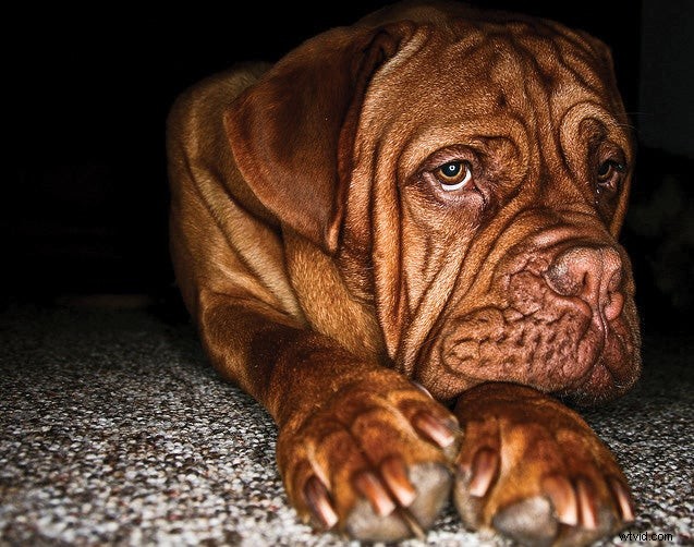 Improve Your Photos: Shooting at Eye Level for Better Results