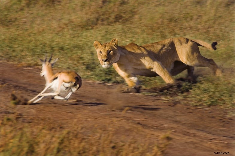 Plan Your Dream Photo Safari to Africa: A Comprehensive Guide