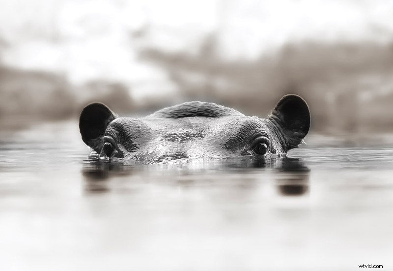 Camera Angles: Shooting From High vs. Low for Better Photos