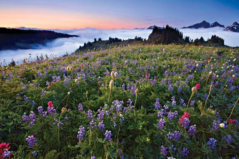 Mt. Rainier National Park Photography: Late Summer Shooting Guide