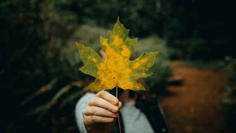 Photography Emphasis: Techniques & Examples to Guide the Viewer