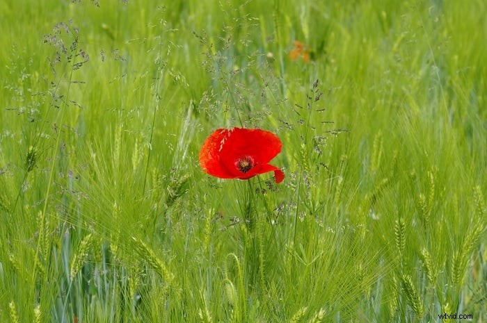 Mastering Emphasis in Photography: Techniques & Tips