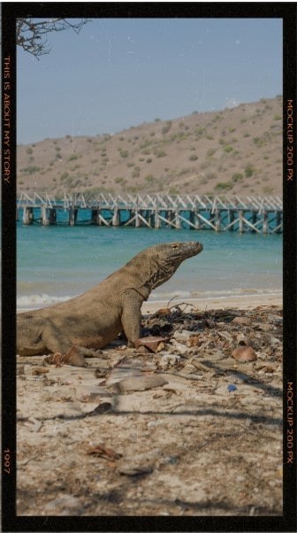 Snapseed Review: Powerful Mobile Photo Editing – Is It Worth It?