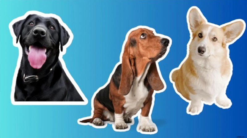 Canva: Add a White Outline to Images - Easy Step-by-Step Guide