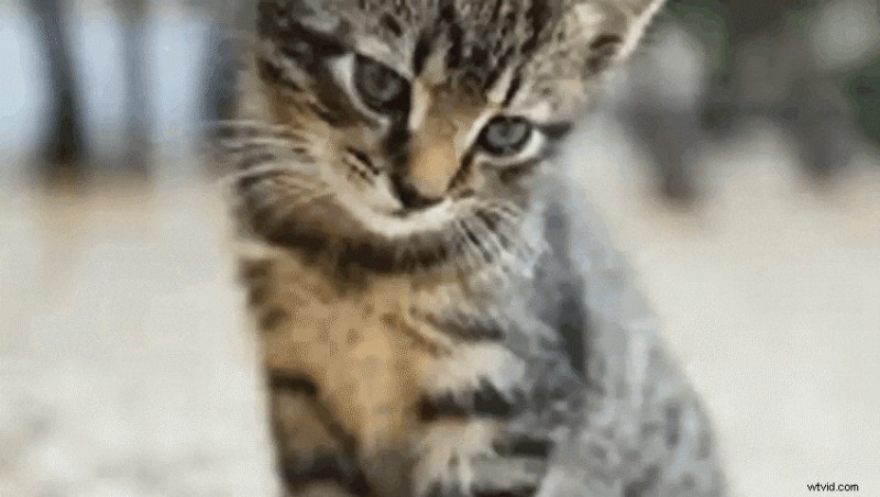 Best AI Video Editors 2024: Top Tools for Faster, Professional Results