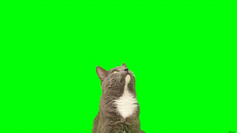Top Green Screen Apps for iPhone 2025: Free & Paid Options
