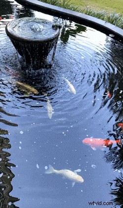 Pika AI Review: Effortless Video Creation with AI (2024)