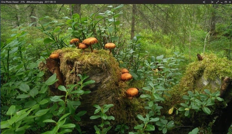 Top Windows Photo Viewers: 10 Best Image Viewers for Windows 11 to 7