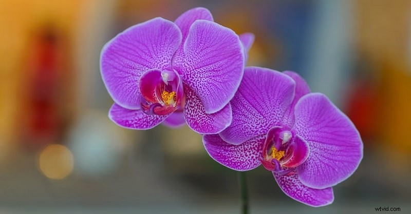 Effortlessly Blur Photos on iPhone: 4 Simple Methods