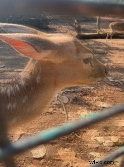 Effortlessly Blur Photos on iPhone: 4 Simple Methods