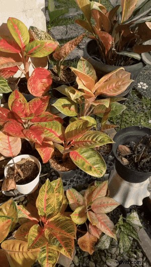 Create Seamless Video Loops: The Complete Guide for 2026