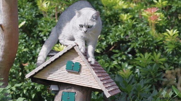 Create Seamless Video Loops: The Complete Guide for 2026