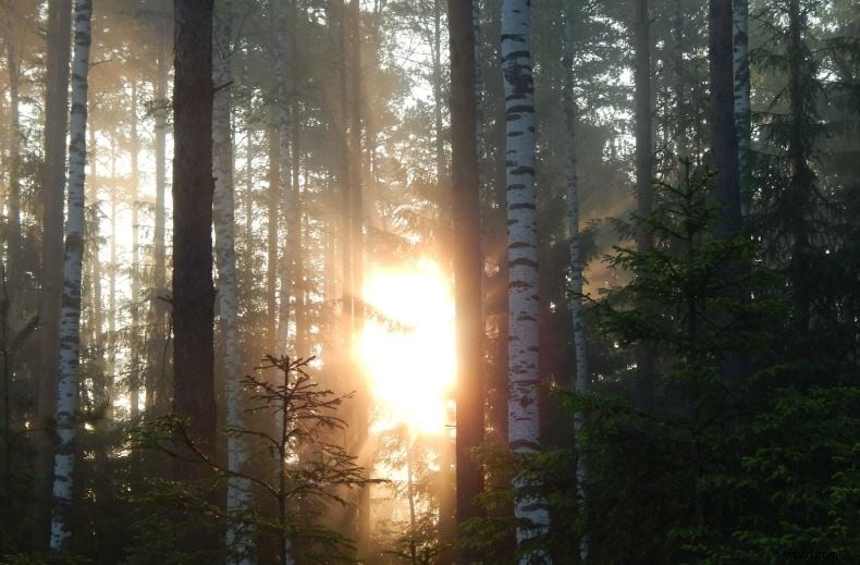 Mastering Dark Moody LUTs: Techniques & Creative Applications