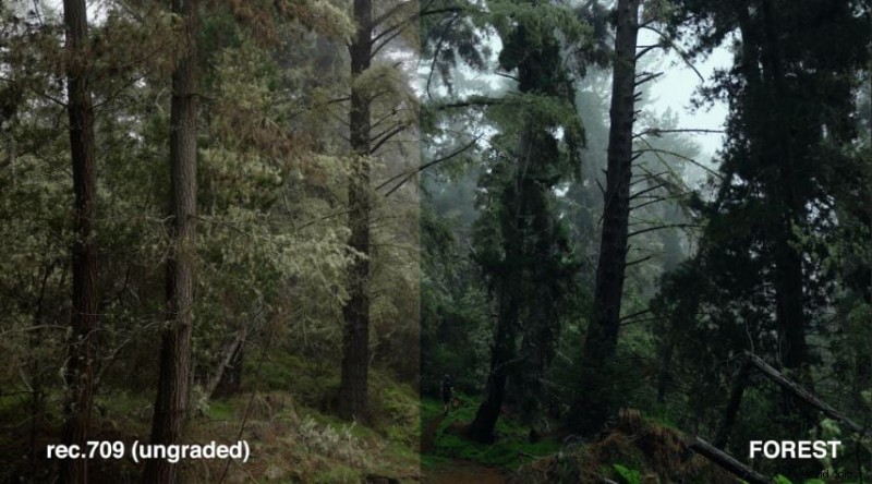 Master Danny Gevirtz LUTs: A Professional Guide to Color Grading with Filmora