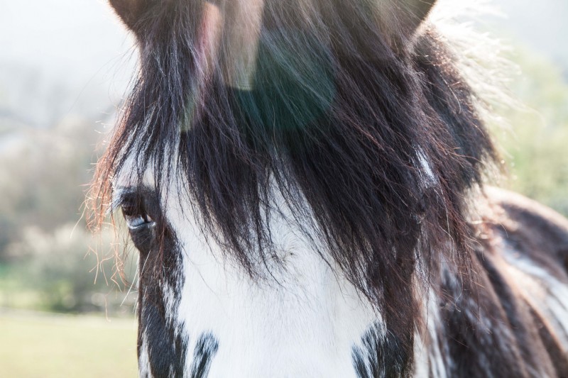 Remove Chromatic Aberration in Lightroom: A Comprehensive Guide