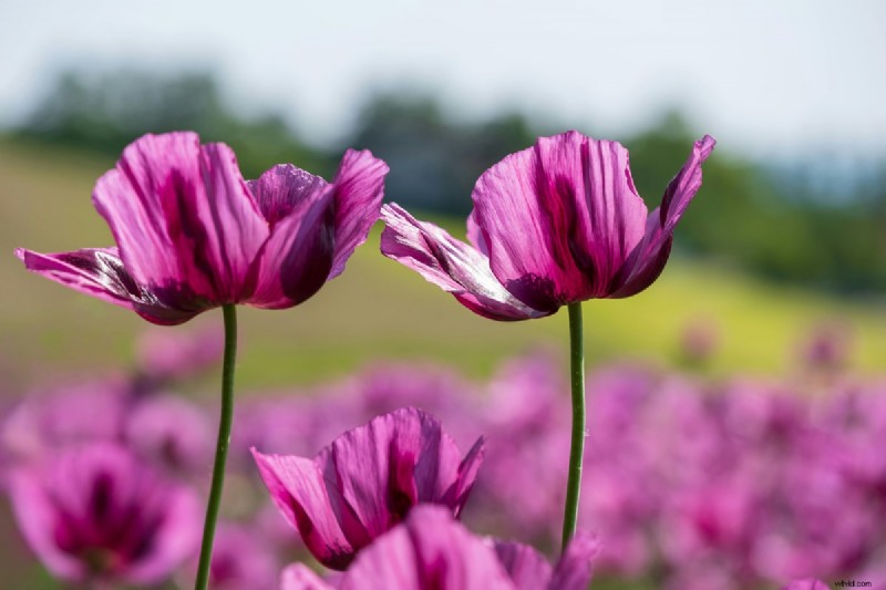 How to Slow Down Your iPhone Time‑Lapse Videos: A Step‑by‑Step Guide