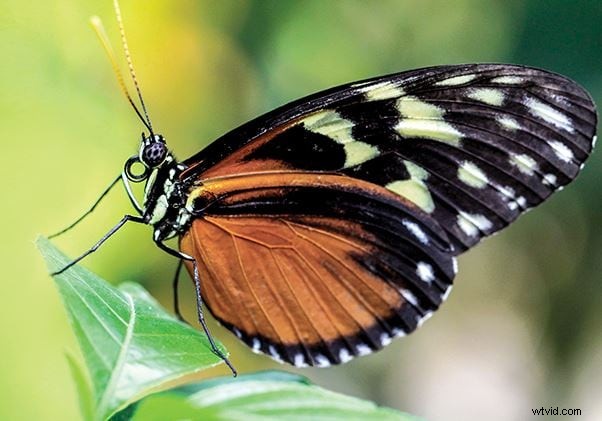 Videography: 6 Essential Tips for Capturing Stunning Macro Videos