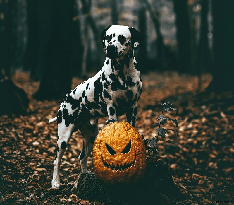 Create Custom Halloween GIFs Online - Free & Easy