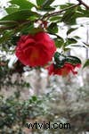 Canon RF24‑50mm F4.5‑6.3 IS STM Lens Review: Compact Performance & Value