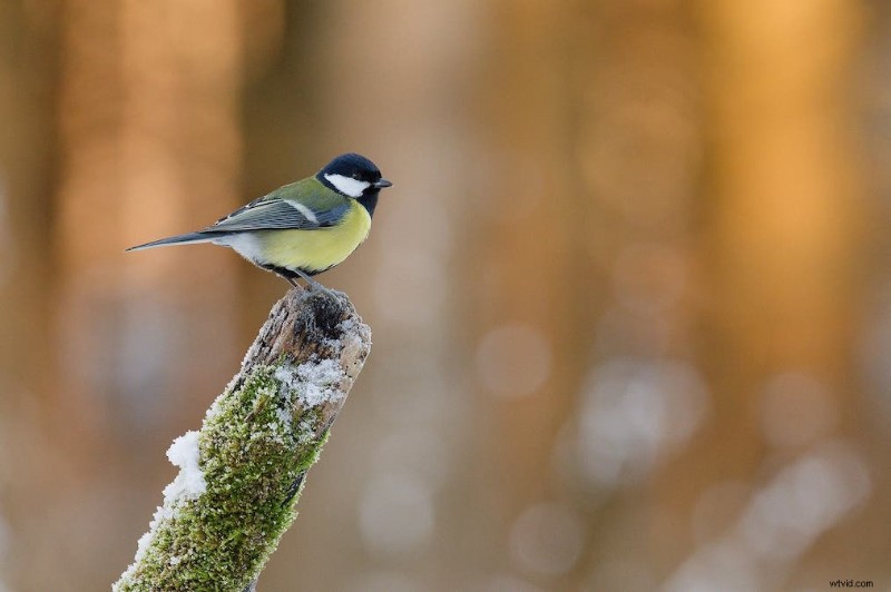 Ultimate Backyard Bird Photography: Gear, Setup, and Settings for Stunning Results