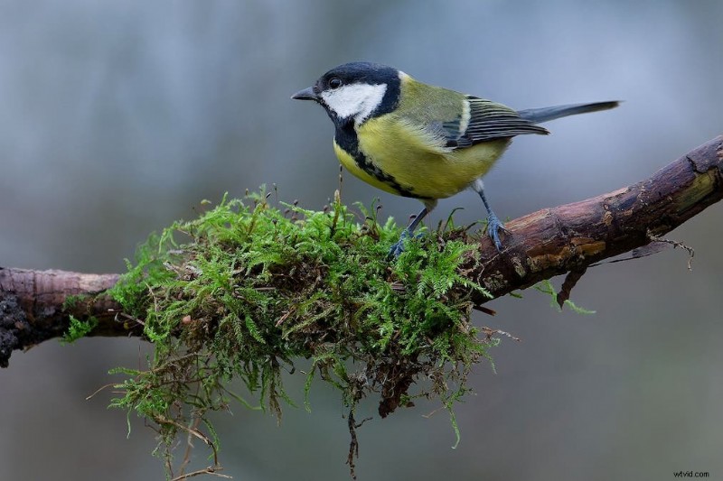Ultimate Backyard Bird Photography: Gear, Setup, and Settings for Stunning Results