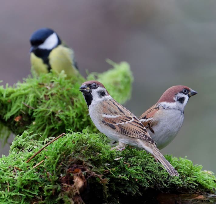 Ultimate Backyard Bird Photography: Gear, Setup, and Settings for Stunning Results