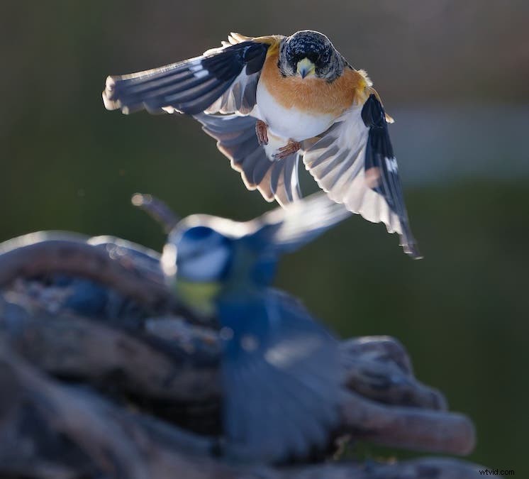 Ultimate Backyard Bird Photography: Gear, Setup, and Settings for Stunning Results