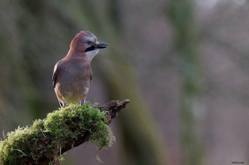 Ultimate Backyard Bird Photography: Gear, Setup, and Settings for Stunning Results
