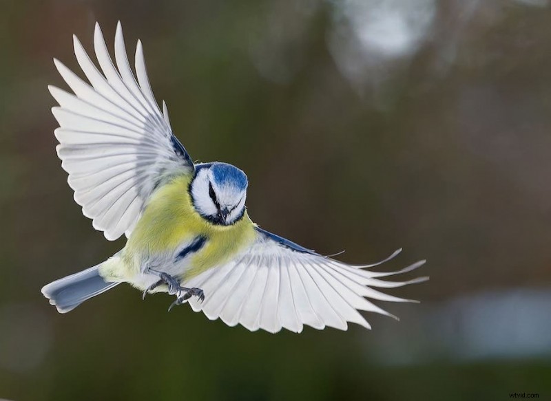 Ultimate Backyard Bird Photography: Gear, Setup, and Settings for Stunning Results