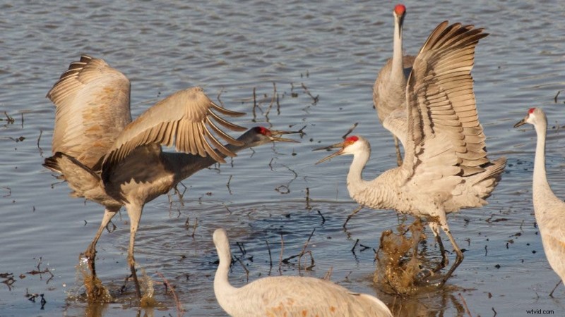 Mastering Wildlife Photography: Expert Tips for Safe, Ethical, and Stunning Shots