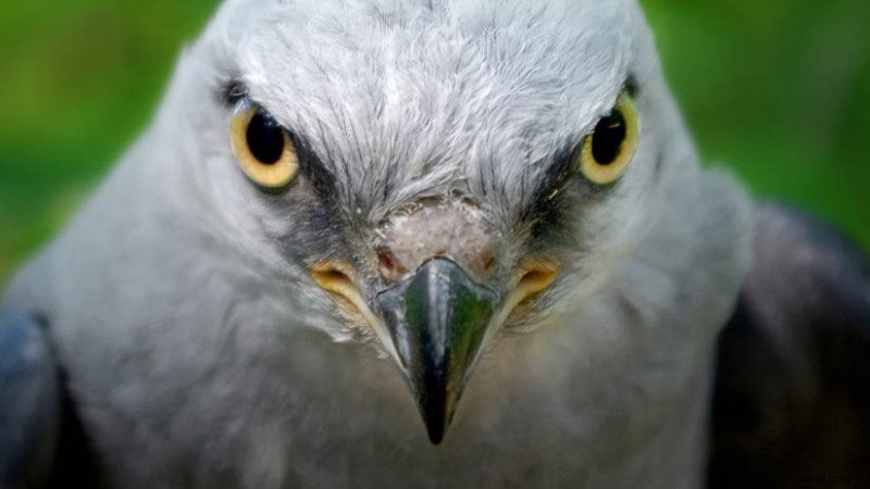 Mastering Wildlife Photography: Expert Tips for Safe, Ethical, and Stunning Shots