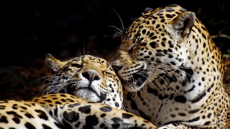 Mastering Wildlife Photography: Expert Tips for Safe, Ethical, and Stunning Shots